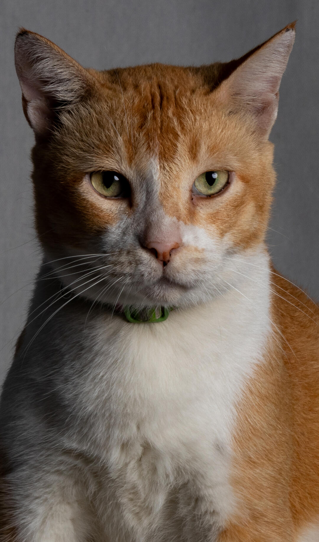 Pharaoh Cat Wiwu